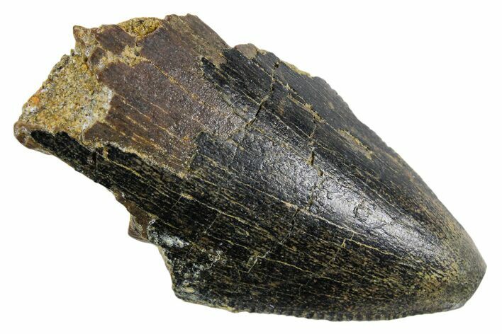 Serrated Fossil Tyrannosaur (T rex) Tooth Tip - Wyoming #358236